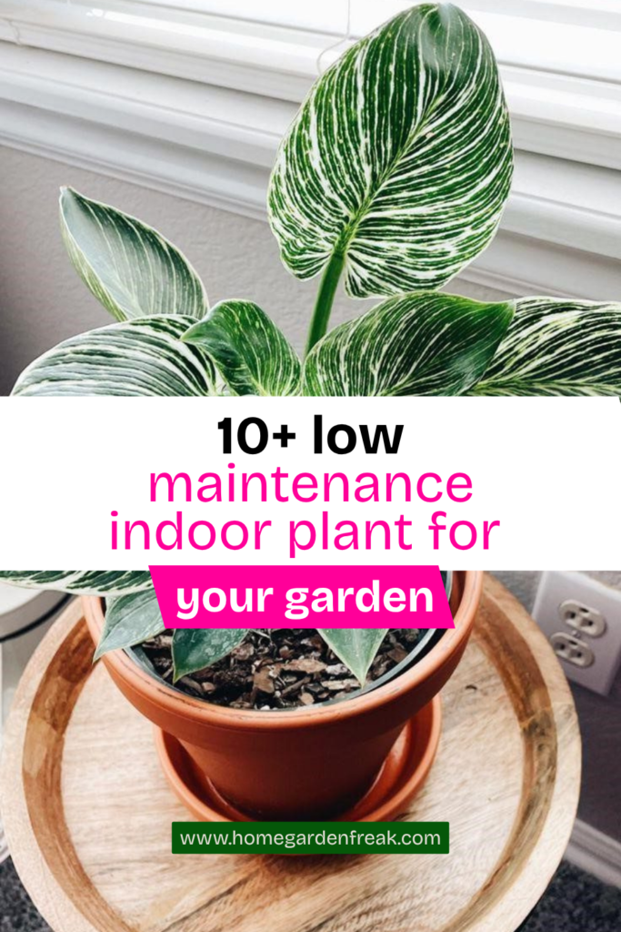 10 Low Maintenance Indoor Plants for Your Garden - HomeGarden Freak