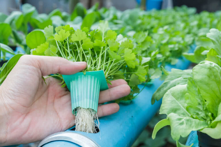How to Build a Cheap Hydroponic System