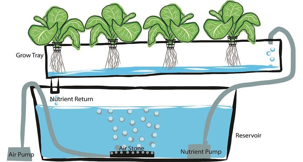 How to Build a Cheap Hydroponic System