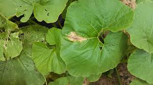 Common Diseases of Pepper Plant You May See in Your Garden