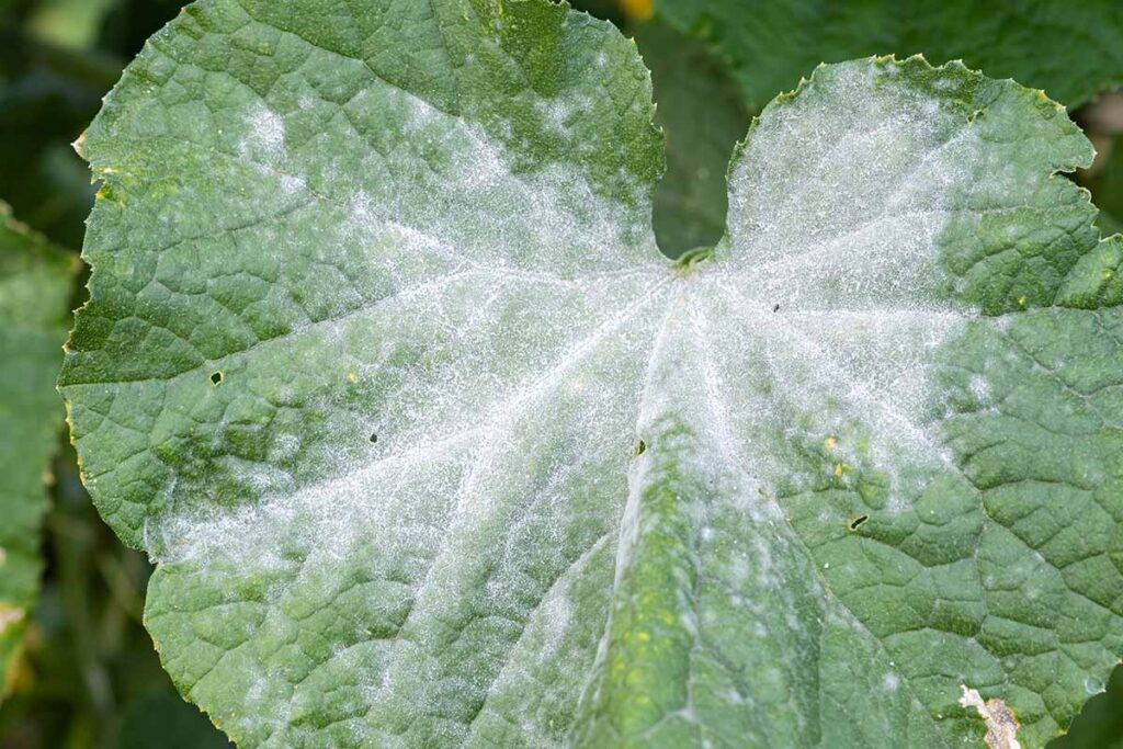 Powdery Mildew