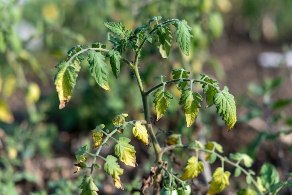 Tomato Leaves