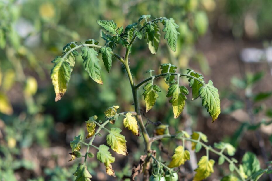 Tomato Leaves