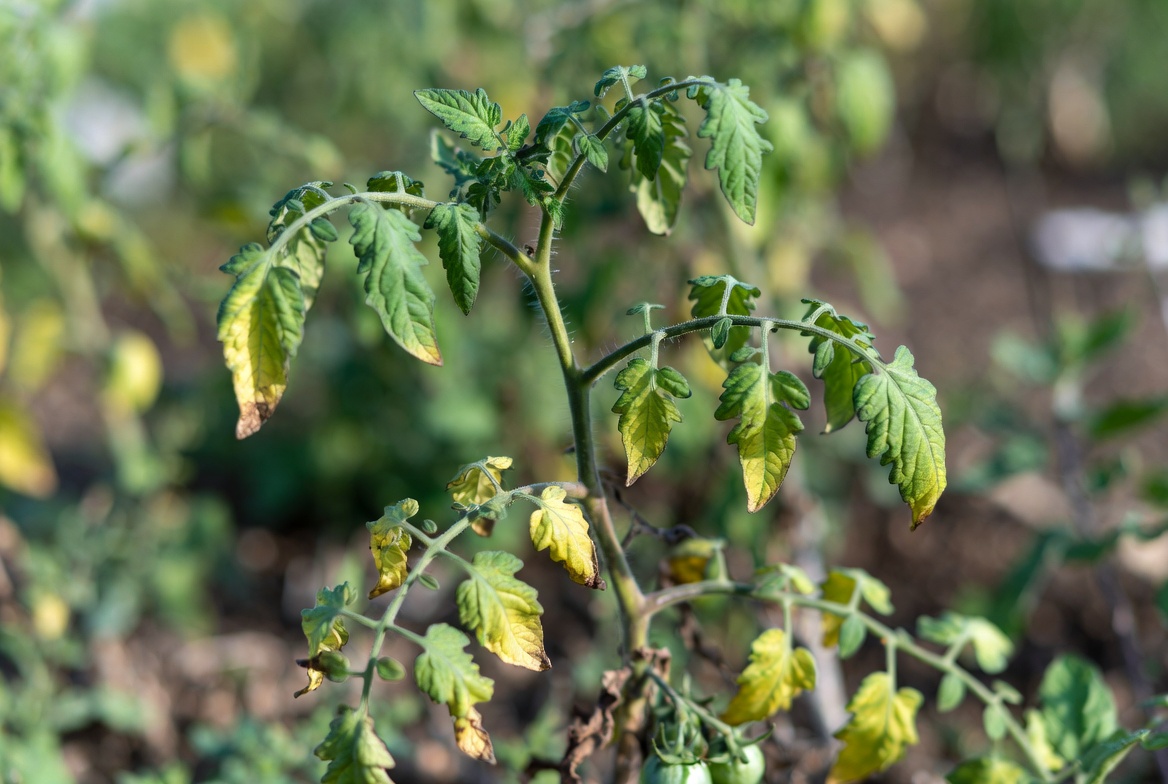 Tomato Leaves