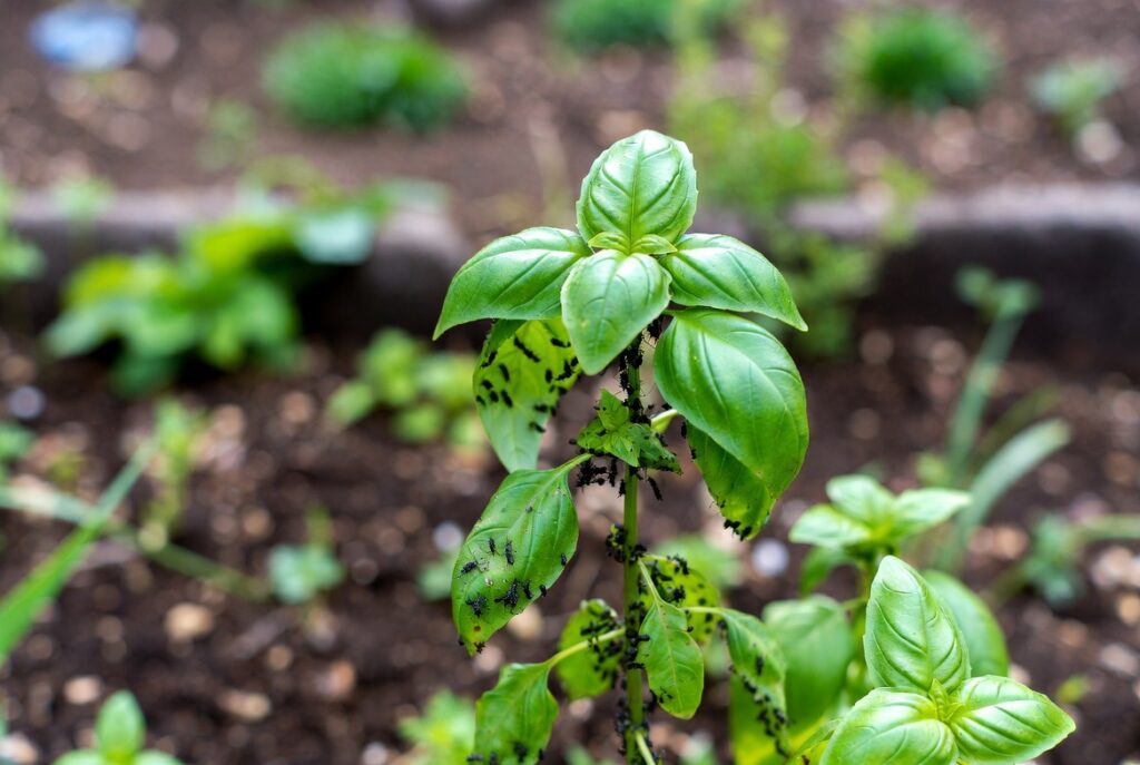 Black Pests in Basil