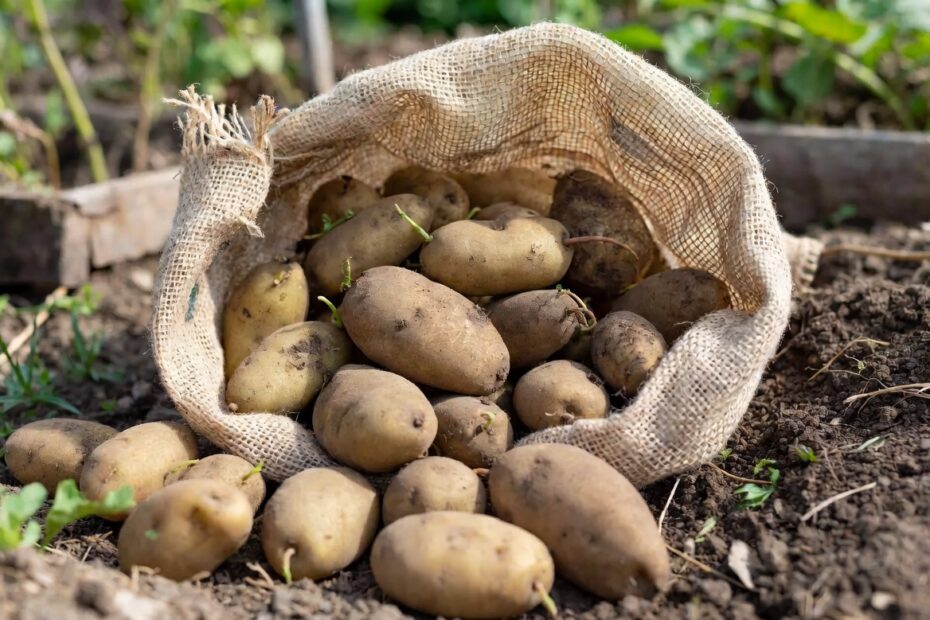 How to Grow Potatoes in a Bag