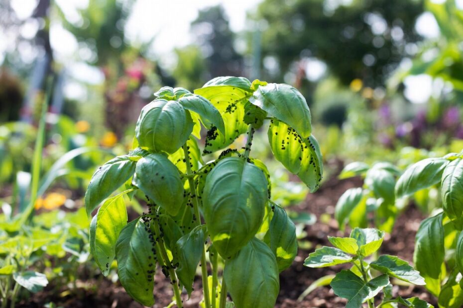 pests in Basil