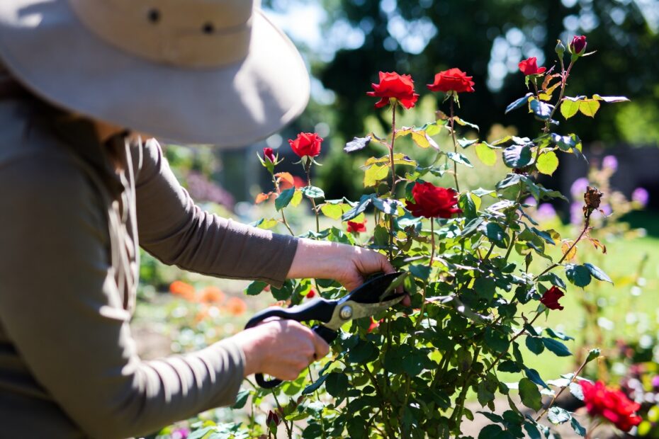 How to Prune a Rose Bush