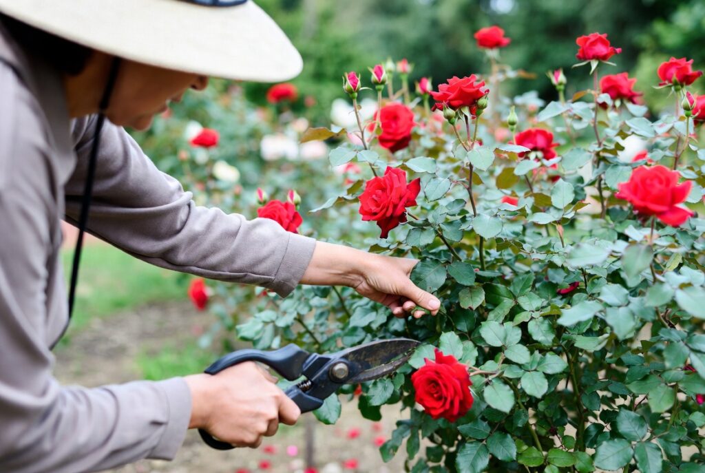 How to Prune a Rose Bush