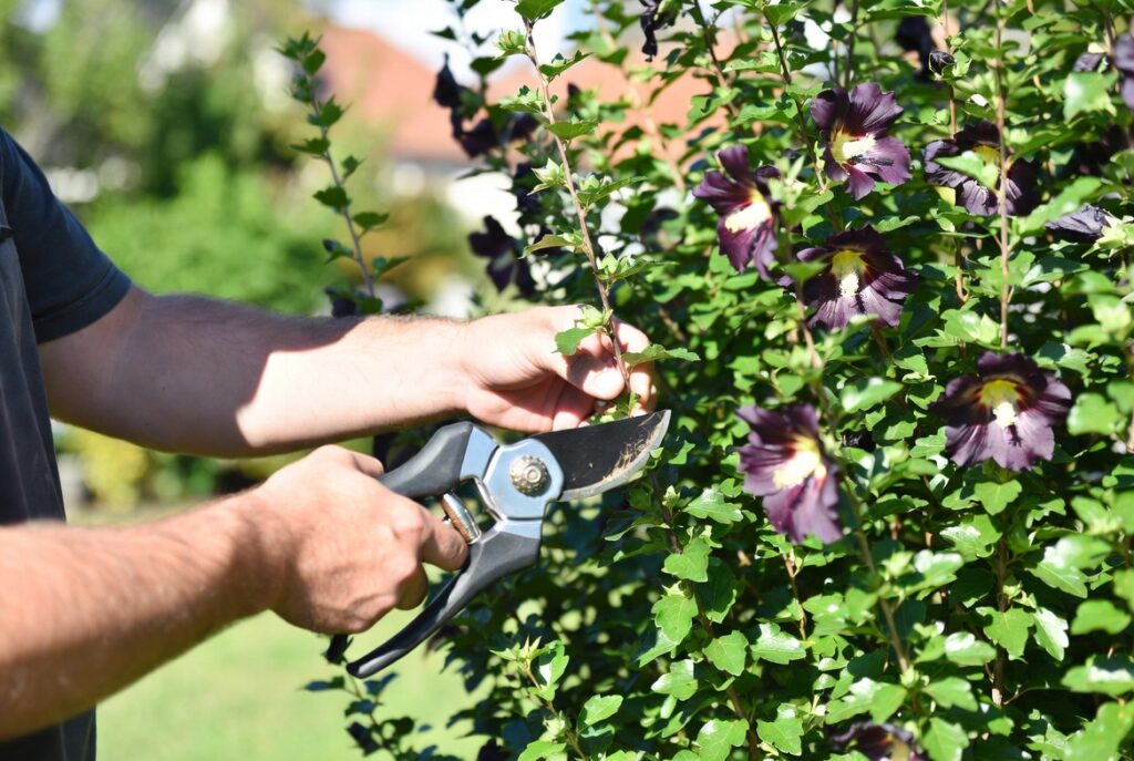 When to Prune Rose of Sharon