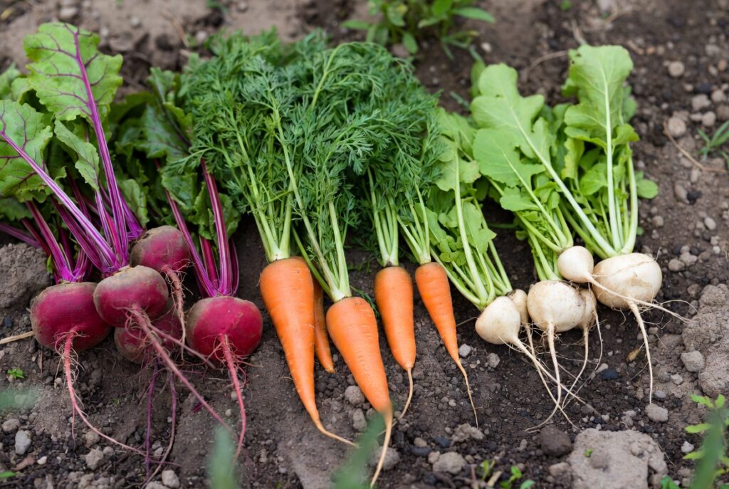 beets, carrots, radishes, and turnips
