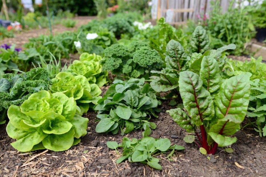 What to Plant in Mediterranean Climate on the Colder Months