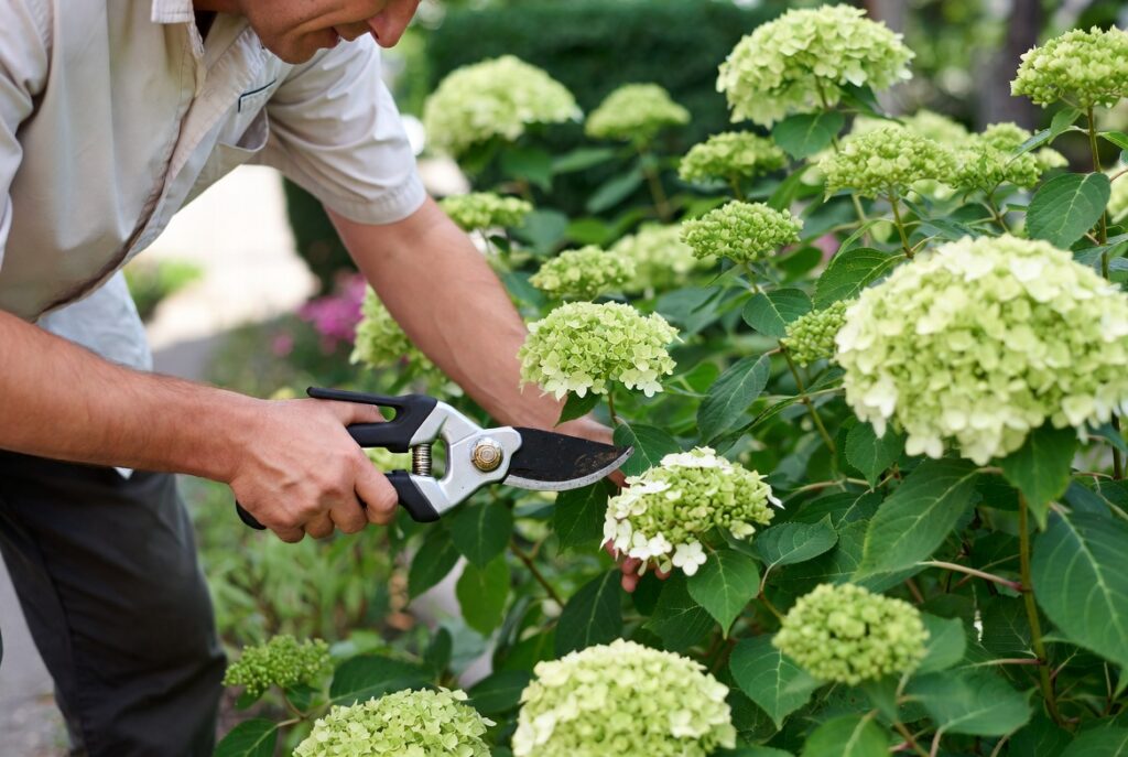 prune a hydrangea plant