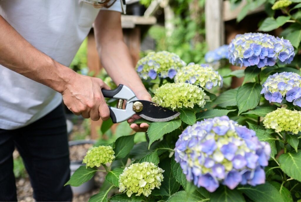 prune a hydrangea plant