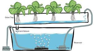 How to Grow Hydroponic Plants