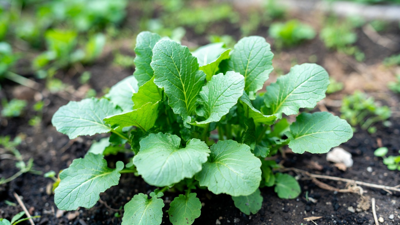 How to Grow Organic Mustard Greens