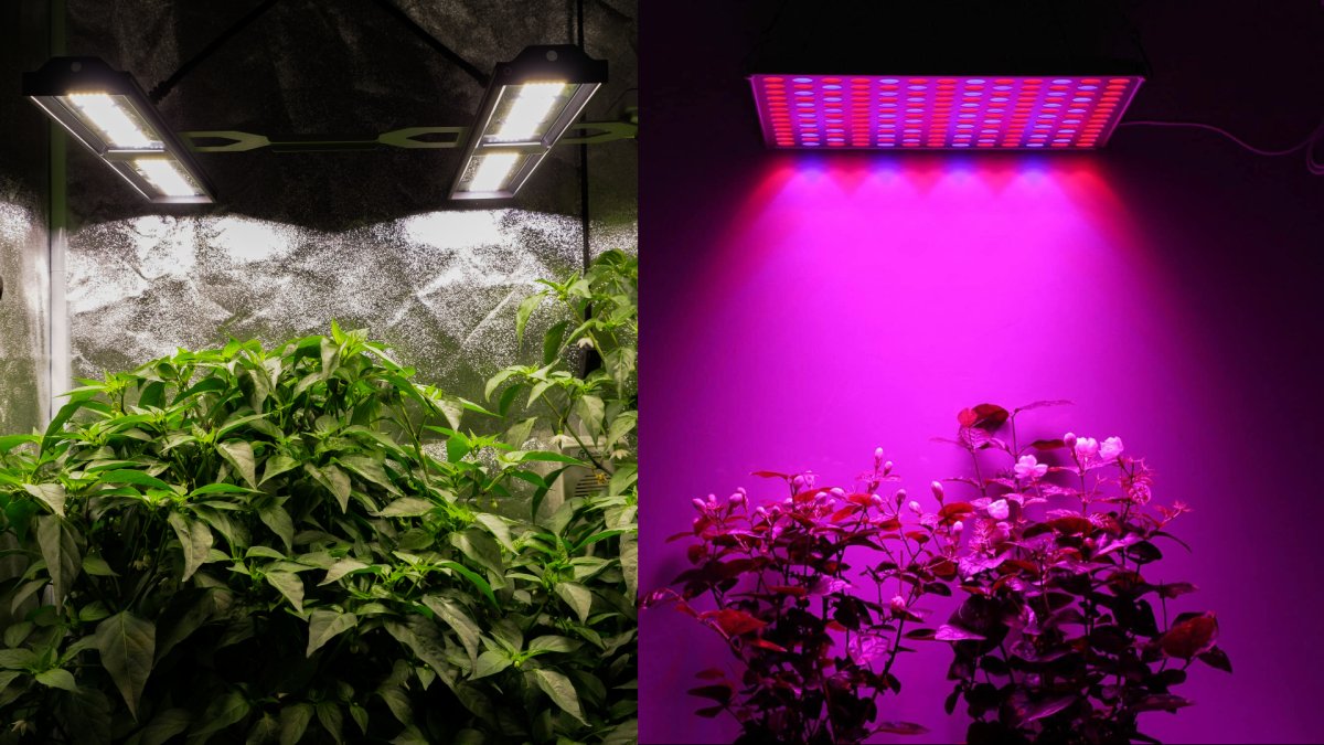 What Color Grow Light is Best for Indoor Plants: Ultimate Guide