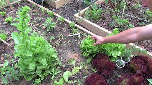 Why Lettuce Bolts? – Impact Of Day Length On Crops and How to Prevent It