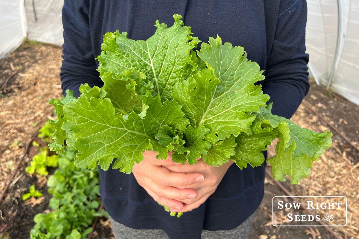 Growing Organic Mustard Greens For A Fall Harvest 