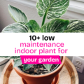 10 Low Maintenance Indoor Plants for Your Garden