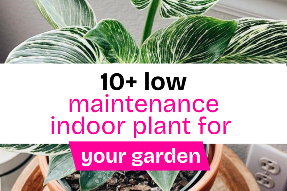 10 Low Maintenance Indoor Plants for Your Garden