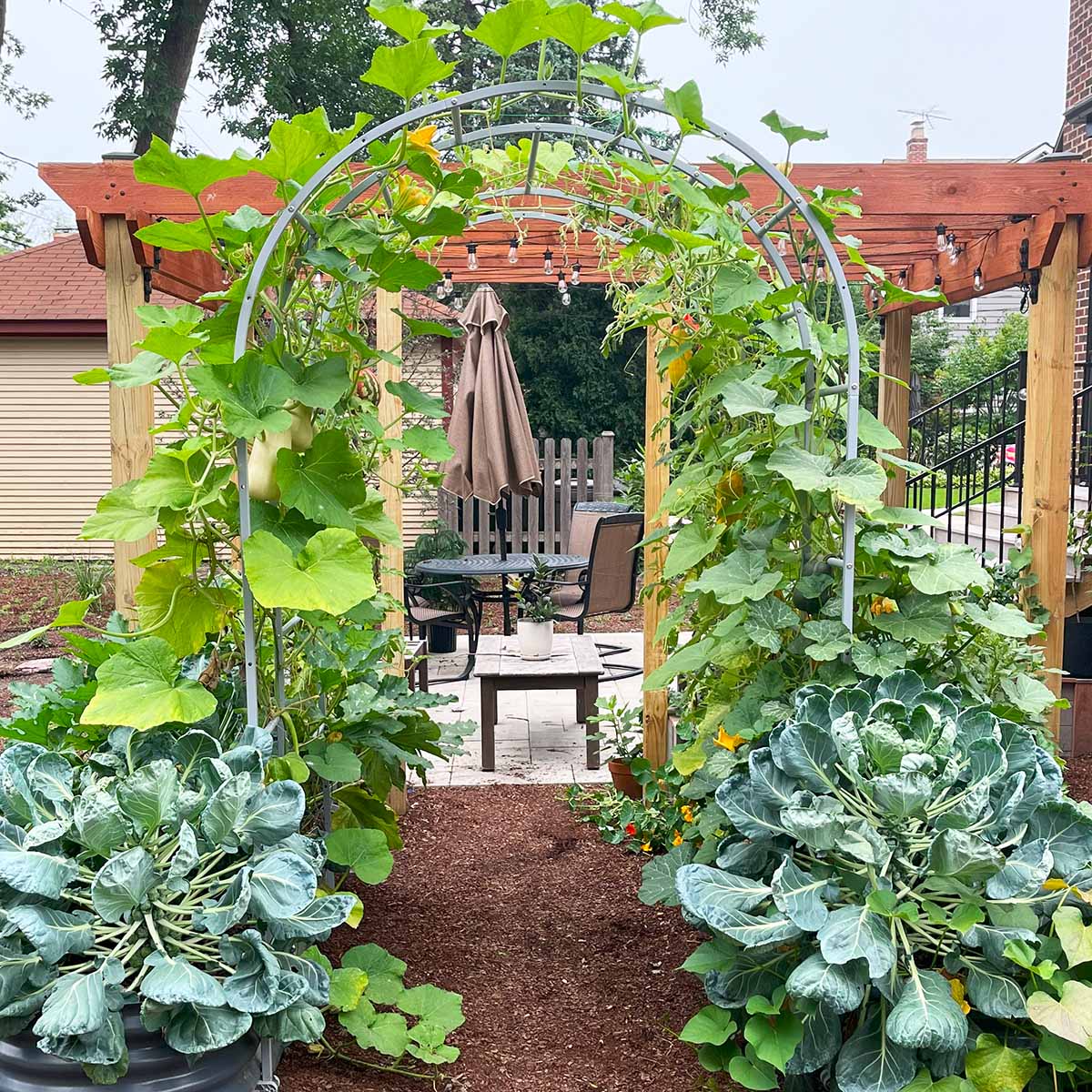 butternut squash vertically